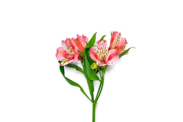 Bouquet di fiori di alstroemeria isolati su bianco