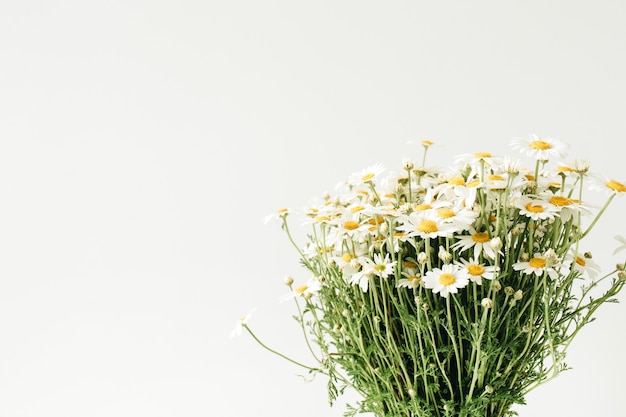 Bouquet di fiori di camomilla margherita su bianco.