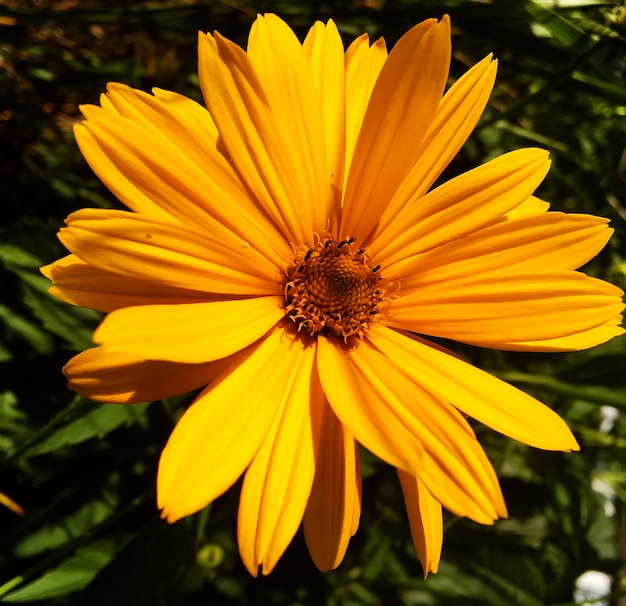 Bouquet di fiori di campo camomilla che fiorisce nel giardino