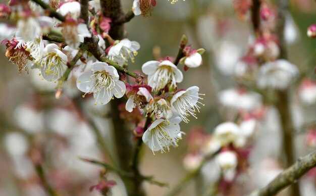 Bouquet di fiori di ciliegio himalayano selvatico bianco con sfondo sfocato