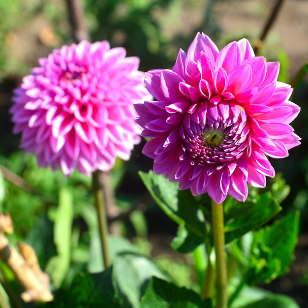 Bouquet di fiori di dalie rosa in un giardino su un'aiuola