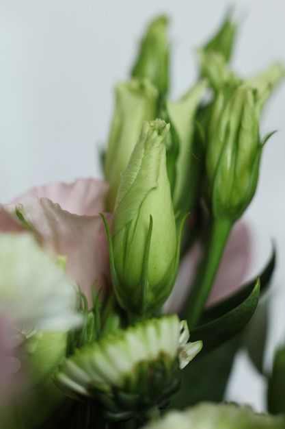 bouquet di fiori di eustoma da vicino su sfondo bianco