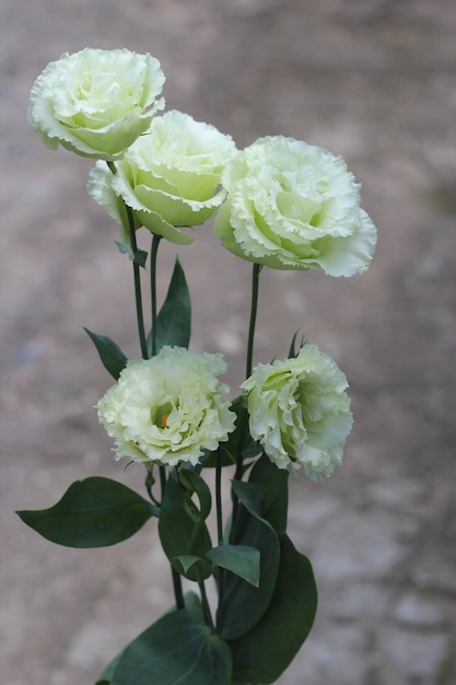 Bouquet di fiori di eustoma da vicino