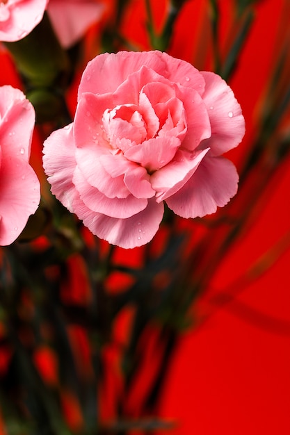 Bouquet di fiori di garofani rosa