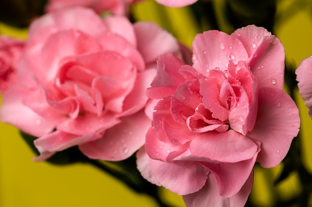 Bouquet di fiori di garofani rosa