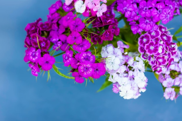 Bouquet di fiori di garofano turco