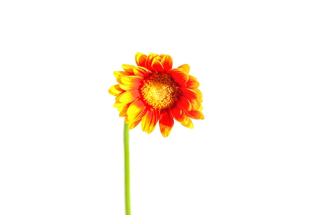 Bouquet di fiori di gerbera arancione brillante in vaso di vetro