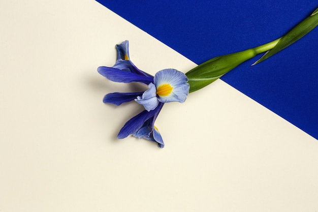 Bouquet di fiori di gigli blu. Iris germanica. Lay piatto