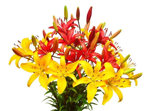 Bouquet di fiori di gigli rossi e gialli isolati su sfondo bianco I colori del biglietto di auguri per le vacanze