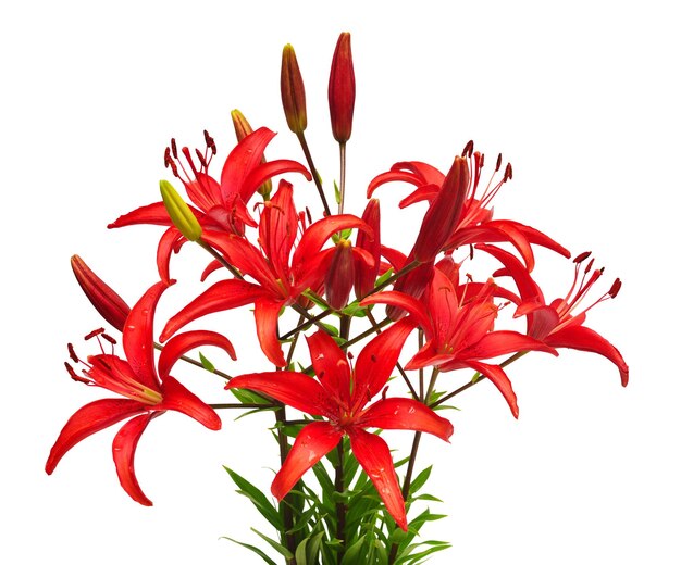 Bouquet di fiori di gigli rossi isolati su sfondo bianco I colori del biglietto di auguri per le vacanze