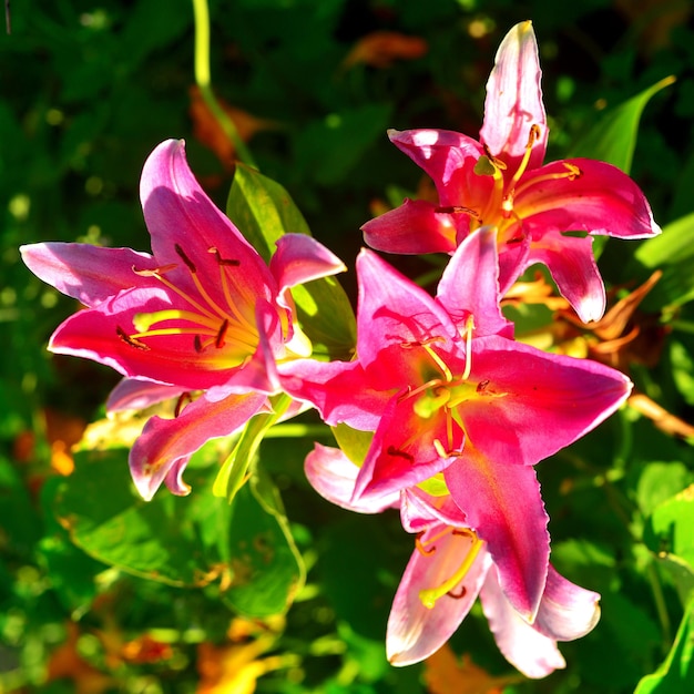 Bouquet di fiori di gigli tubolari rosa in giardino sulle aiuole