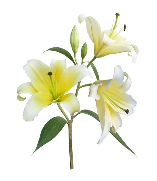 Bouquet di fiori di giglio giallo isolato su sfondo bianco