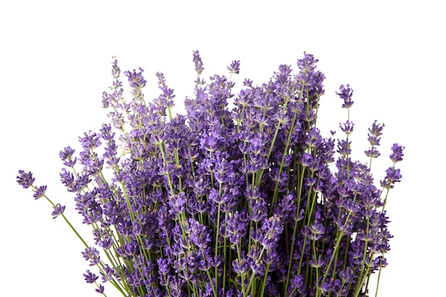 Bouquet di fiori di lavanda fresca, primi piani