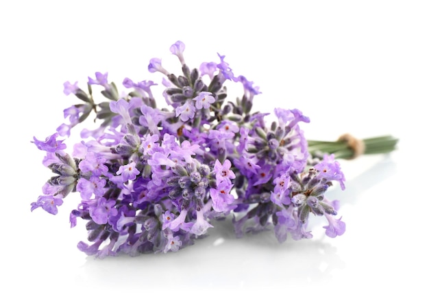 Bouquet di fiori di lavanda su sfondo chiaro