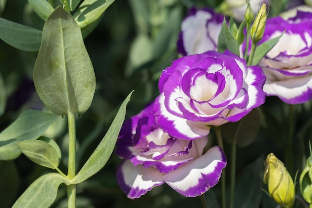 Bouquet di fiori di lisianthus bianco violetto