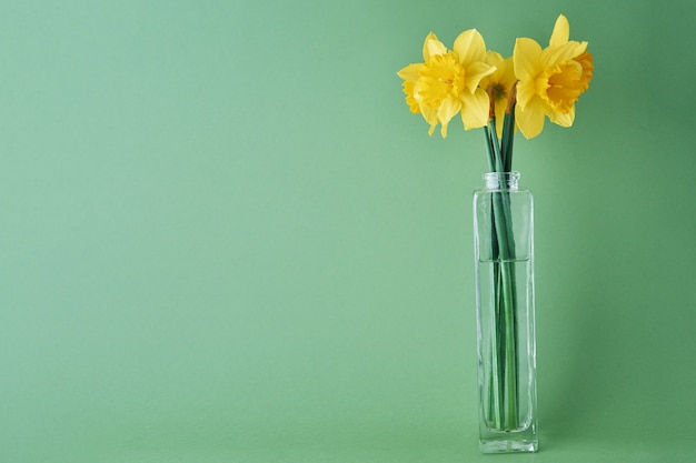 Bouquet di fiori di narciso giallo in vaso di vetro su sfondo verde con spazio di copia