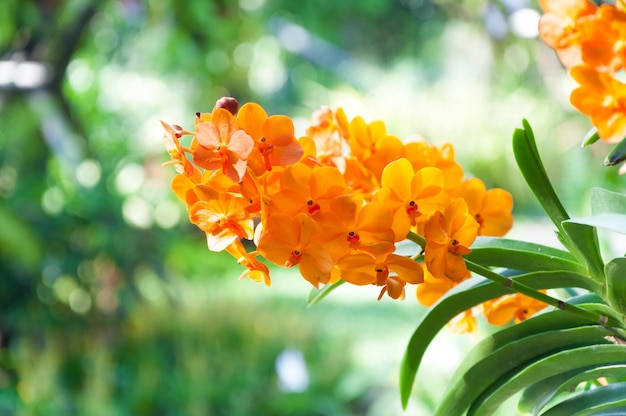 Bouquet di fiori di orchidee arancioni da vicino sotto l'illuminazione naturale all'aperto, sono orchidee che fioriscono nel giardino?