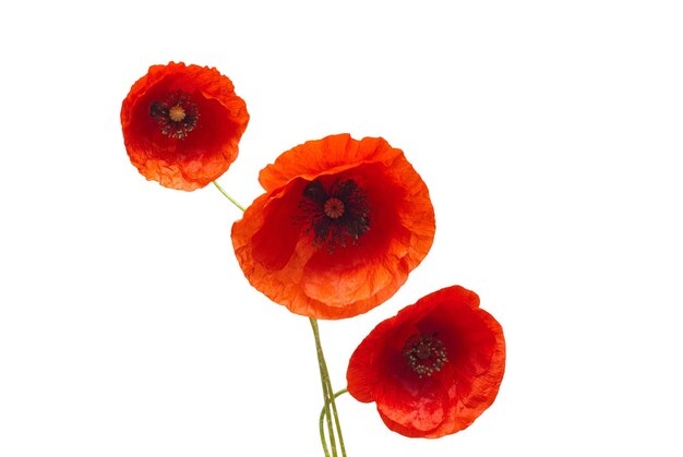 Bouquet di fiori di papavero rosso selvatico isolato su sfondo bianco. Disposizione piatta, vista dall'alto