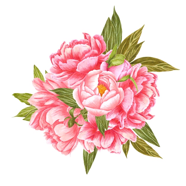 Bouquet di fiori di peonia rosa e crema acquerello disegnato a mano con foglie verdi su sfondo bianco