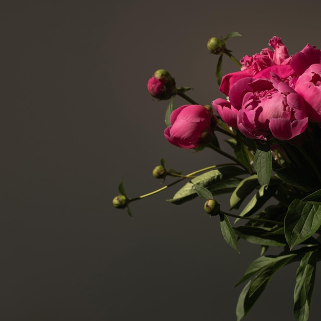 Bouquet di fiori di peonia rosa su sfondo nero Composizione floreale estetica minimalista ed elegante