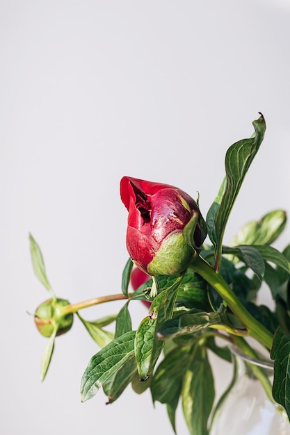 Bouquet di fiori di peonia rossa bordeaux soffice in fiore su sfondo bianco minimale elegante Composizione floreale creativa Splendida carta da parati botanica o biglietto di auguri vivido Arredamento fresco per la casa