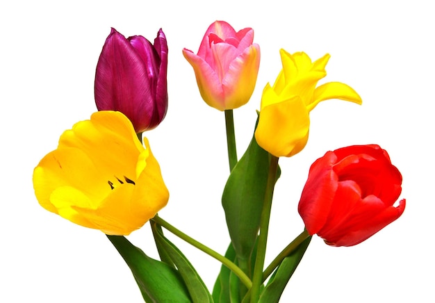 Bouquet di fiori di tulipani colorati e belli isolati su sfondo bianco. Natura morta, matrimonio. Disposizione piatta, vista dall'alto