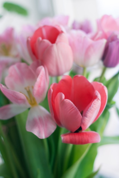 Bouquet di fiori di tulipani freschi rosa Pink