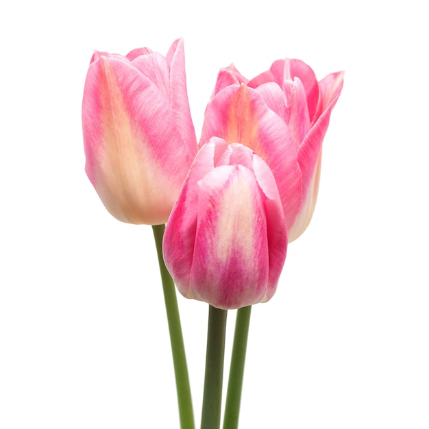 Bouquet di fiori di tulipani rosa isolati su sfondo bianco. Natura morta, matrimonio. Vista piana e dall'alto