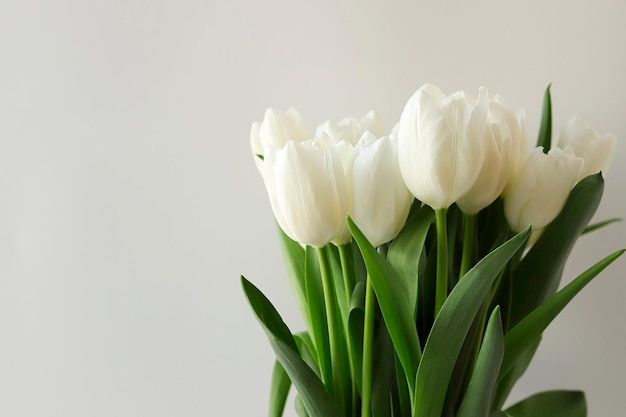 Bouquet di fiori di tulipano colore bianco su sfondo bianco Primo piano Spazio per la copia del testo