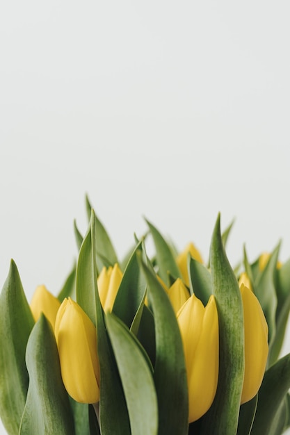 Bouquet di fiori di tulipano giallo su sfondo bianco Composizione floreale estetica minimalista ed elegante