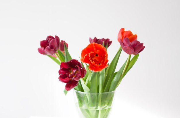 Bouquet di fiori di tulipano in vaso trasparente Bellissime piante primaverili nella stagione della fioritura Design floreale minimalista