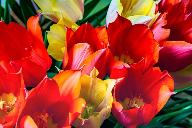 Bouquet di fiori di tulipano rossi e gialli