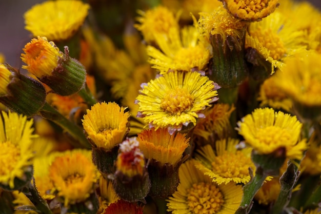 Bouquet di fiori di Tussilago farfara in una fotografia macro di una giornata di sole primaverile