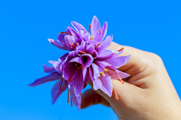 Bouquet di fiori di zafferano. Bouquet di crochi viola in mano di donna sullo sfondo del cielo.