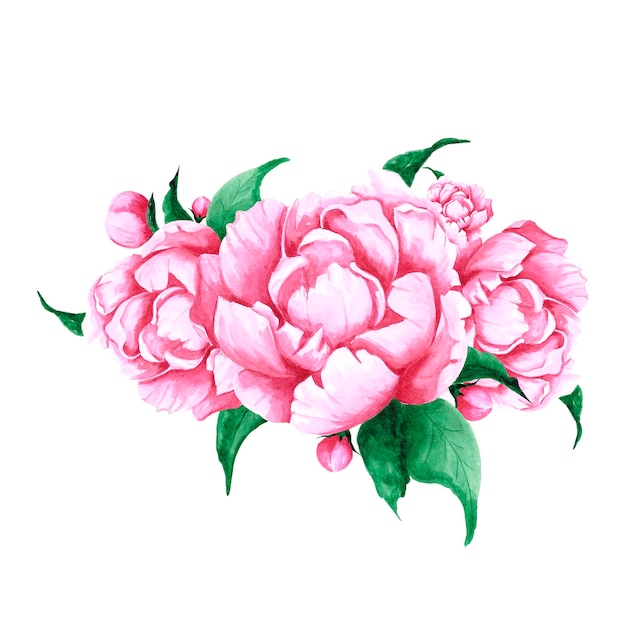 Bouquet di fiori e boccioli di peonia rosa acquerello disegnato a mano con foglie verdi su sfondo bianco