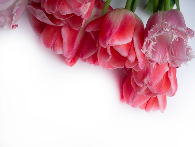 Bouquet di fiori primaverili freschi tulipani rosa su sfondo bianco