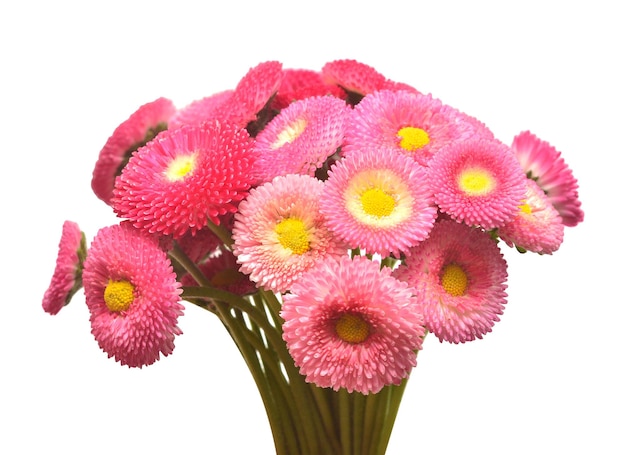 Bouquet di fiori rosa a margherita Bellis perennis isolato su sfondo bianco Oggetto motivo floreale Aster Vista dall'alto piatta