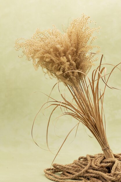 Bouquet di fiori secchi in vaso su fondo oliva in stile boho