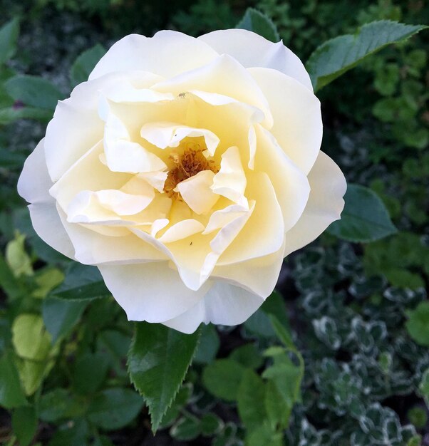 Bouquet di fiori selvatici rosa spinosa che fiorisce nel giardino