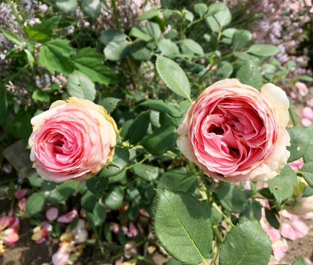 Bouquet di fiori selvatici rosa spinosa che fiorisce nel giardino