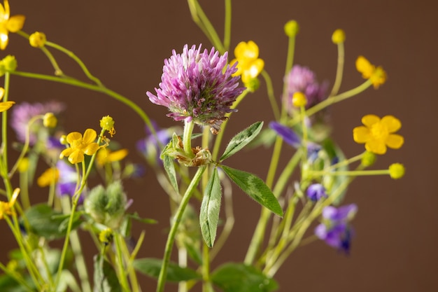 Bouquet di fiori selvatici su sfondo marrone composizione di natura morta raccolta di piante curative