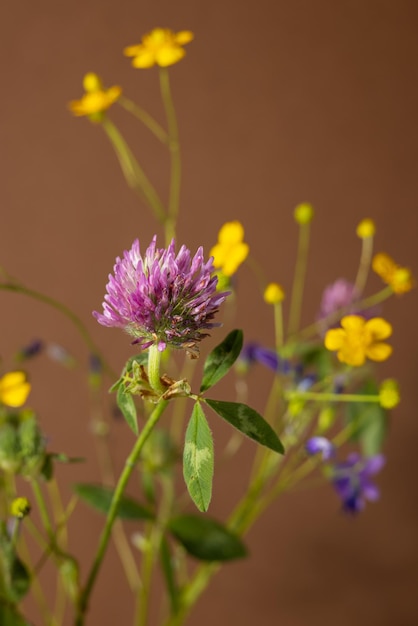 Bouquet di fiori selvatici su sfondo marrone composizione di natura morta raccolta di piante curative