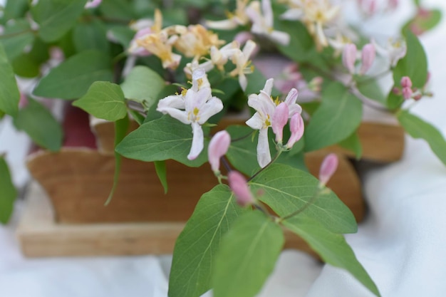 bouquet di fiori su libri antichi