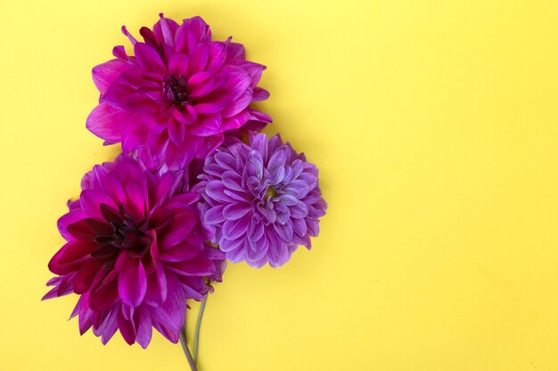 Bouquet di fiori viola dalia colorati su sfondo giallo