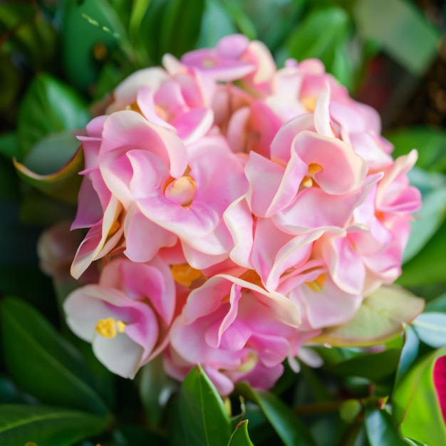 bouquet di fiori