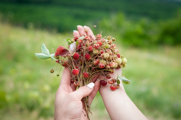 Bouquet di fragoline di bosco in mani femminili