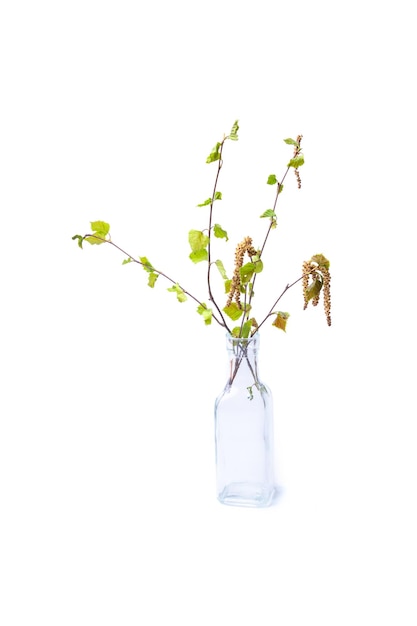 Bouquet di giovani rami di betulla con orecchini in una bottiglia di vetro isolare su sfondo bianco