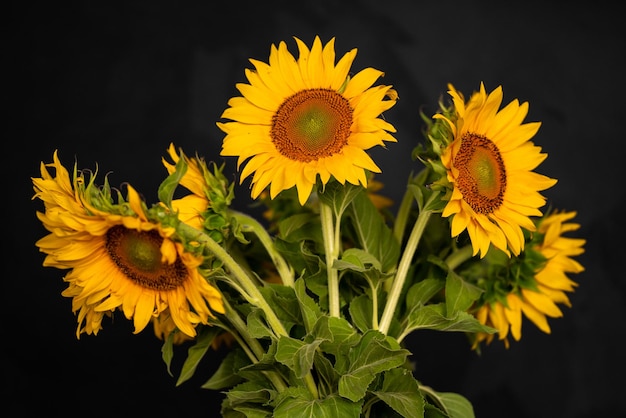 Bouquet di girasoli in fiore su sfondo nero in studio mock up close up