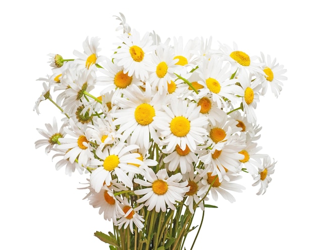 Bouquet di grandi margherite bianche isolate su uno sfondo bianco. Fiore. Disposizione piatta, vista dall'alto