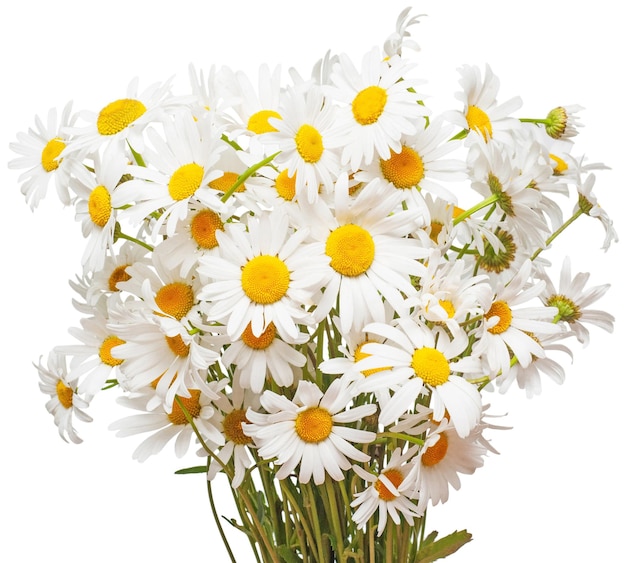 Bouquet di grandi margherite bianche isolate su uno sfondo bianco Flower Flat vista dall'alto